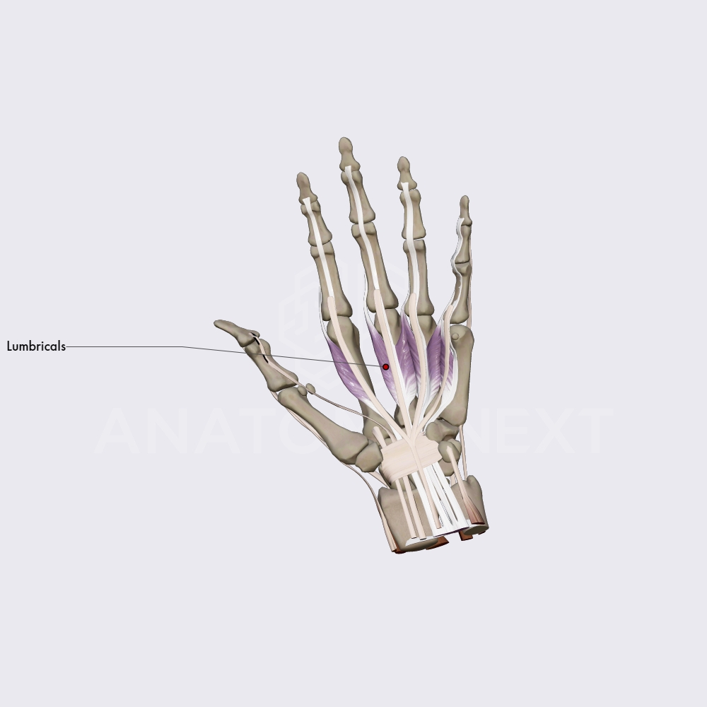 Middle group of hand muscles (part 1)